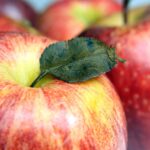 A photograph of apples