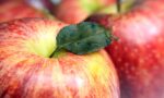 A photograph of apples