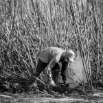 Black and white photograph showing a farm worker performing tasks related to planting. - SciELO in Perspective | Press Releases Black and white photograph showing a farm worker performing tasks related to planting.
