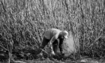 Black and white photograph showing a farm worker performing tasks related to planting.