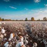 A photograph of a white cotton field. - SciELO in Perspective | Press Releases A photograph of a white cotton field.