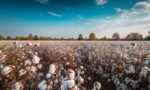 A photograph of a white cotton field.
