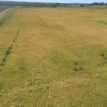 A photograph of a field. - SciELO in Perspective | Press Releases A photograph of a field.