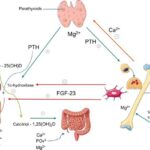 Interactions among the main regulators of mineral metabolism.
