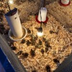 Photograph of an illuminated enclosure with quail chicks.