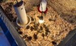 Photograph of an illuminated enclosure with quail chicks.