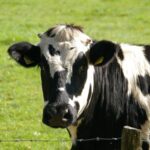Photograph of a cow in the open air.