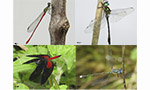 Conhecendo as libélulas do Paraná: pesquisa revela 5 novas espécies e 53 novos registros