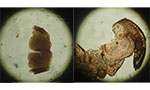 Imagem_thumb_1_Estudo encontra fragmentos de insetos em marcas de molho de tomate