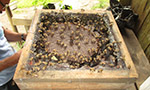Pesquisa analisa a produção de mel por abelhas sem ferrão na amazonia peruana