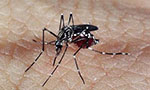 Aplicação de modelos probabilísticos na vigilância de Aedes: exemplo do Rio Grande do Sul, Brasil