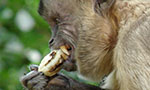 Conflitos de macacos-prego: mais intensos na presença de alimentos humanos ou quando machos estão defendendo fêmeas?