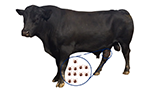 Latitude e estações influenciam na contagem de carrapatos em bovinos