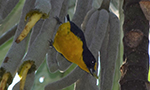 Gaturamo-verdadeiro, pássaro pequeno, de dorso preto-azulado e parte inferor amarela, pousado em um fruto de embaúba.