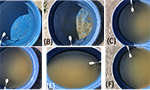 Fotografias dos seis mesocosmos utilizados no experimento. O primeiro mostra água de melhor qualidade (límpida) e o último a água de pior qualidade (mais turva).