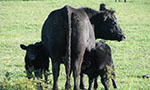 Foto horizontal vertical. Uma vaca de pelo preto com dois filhotes do lado. Eles estão em um pasto bem verde.