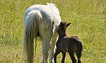 Foto: cavalo adulto e cavalo filhote caminhando em um pasto.