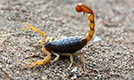 Foto de escorpião sobre pequenos pedregulhos. Ele tem as patas articuladas e amareladas, corpo marrom avermelhado e cauda com ferrão amarelo-alaranjado.