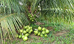 Uso da água na cultura do coqueiro pode ser mais eficiente durante seca com irrigação por déficit hídrico