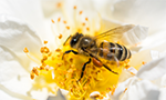 Fatores geográficos influenciam características e teor de nutrientes do pólen de abelha