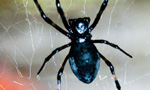 Macrofotografia de uma aranha