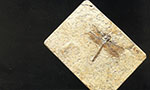 Libélula fóssil encontrada nas camadas calcárias da Formação Crato (115 milhões de anos), exploradas por mineradoras locais. Material perdido no incêndio do Museu Nacional/UFRJ.