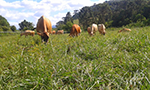 Várias vacas pastando sobre um vasto campo gramado.