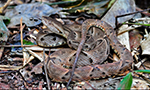 Fotografia de uma cobra Jararaca-caiçaca enrolada em meio a diversas folhas secas, como se estivesse camuflada.