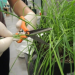 Fotografia de mãos cortando uma planta utilizando uma tesoura