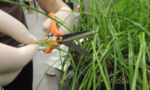 Fotografia de mãos cortando uma planta utilizando uma tesoura