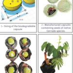 imagem dividida em quadro espaços, da esquerda para a direita: dimensionamento da cápsula biodegradável, cápsulas manufaturadas contendo sementes de espécies nativas do Cerrado, cápsulas colocadas no substrato e sementes emergidas do tratamento com cápsulas