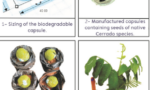 imagem dividida em quadro espaços, da esquerda para a direita: dimensionamento da cápsula biodegradável, cápsulas manufaturadas contendo sementes de espécies nativas do Cerrado, cápsulas colocadas no substrato e sementes emergidas do tratamento com cápsulas