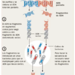 Imagem de um infográfico sobre a decodificação genética da Doença de Chagas