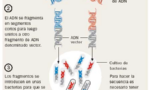 Imagem de um infográfico sobre a decodificação genética da Doença de Chagas